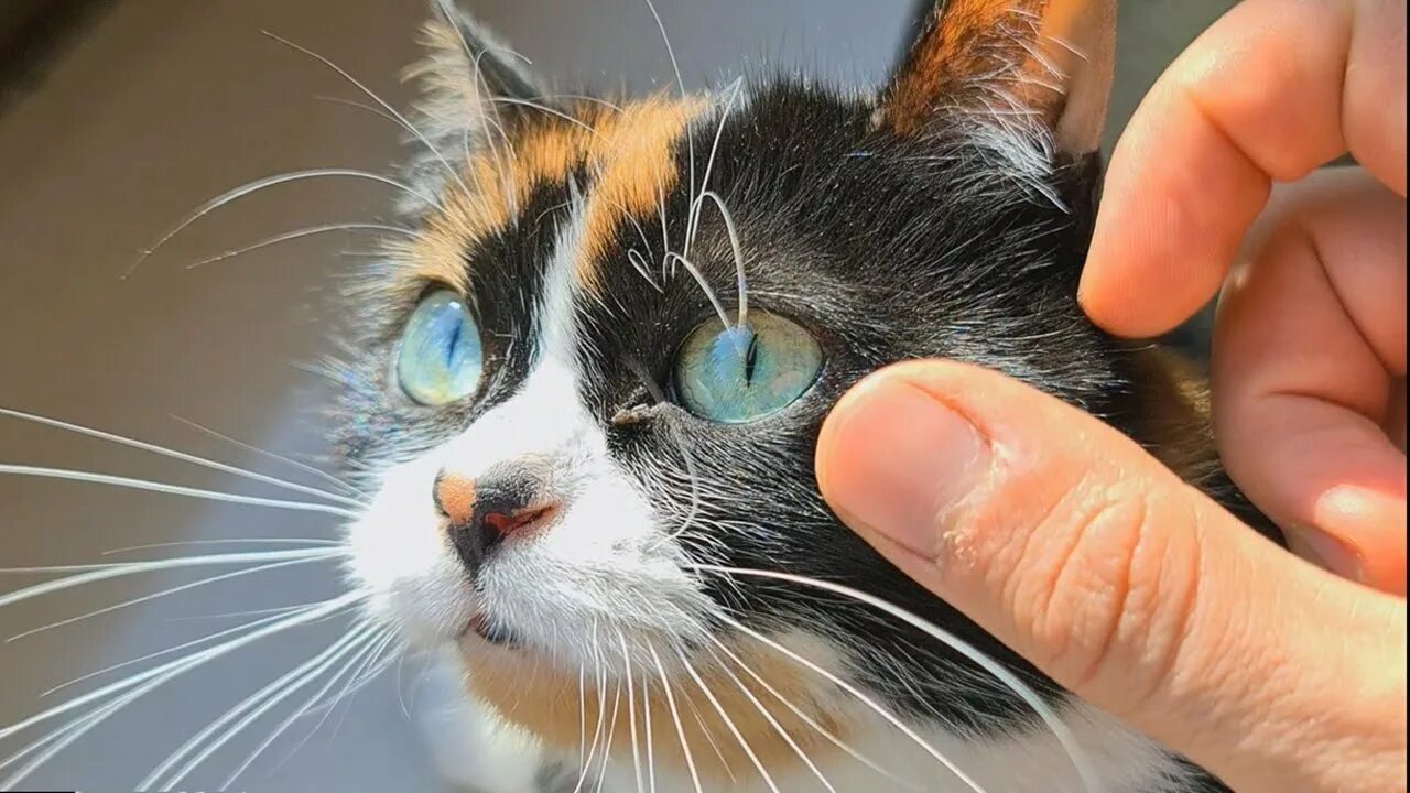 Сколько живут куки. Куки кот. фото куки. slivki show кот. куки кот сливки шоу.