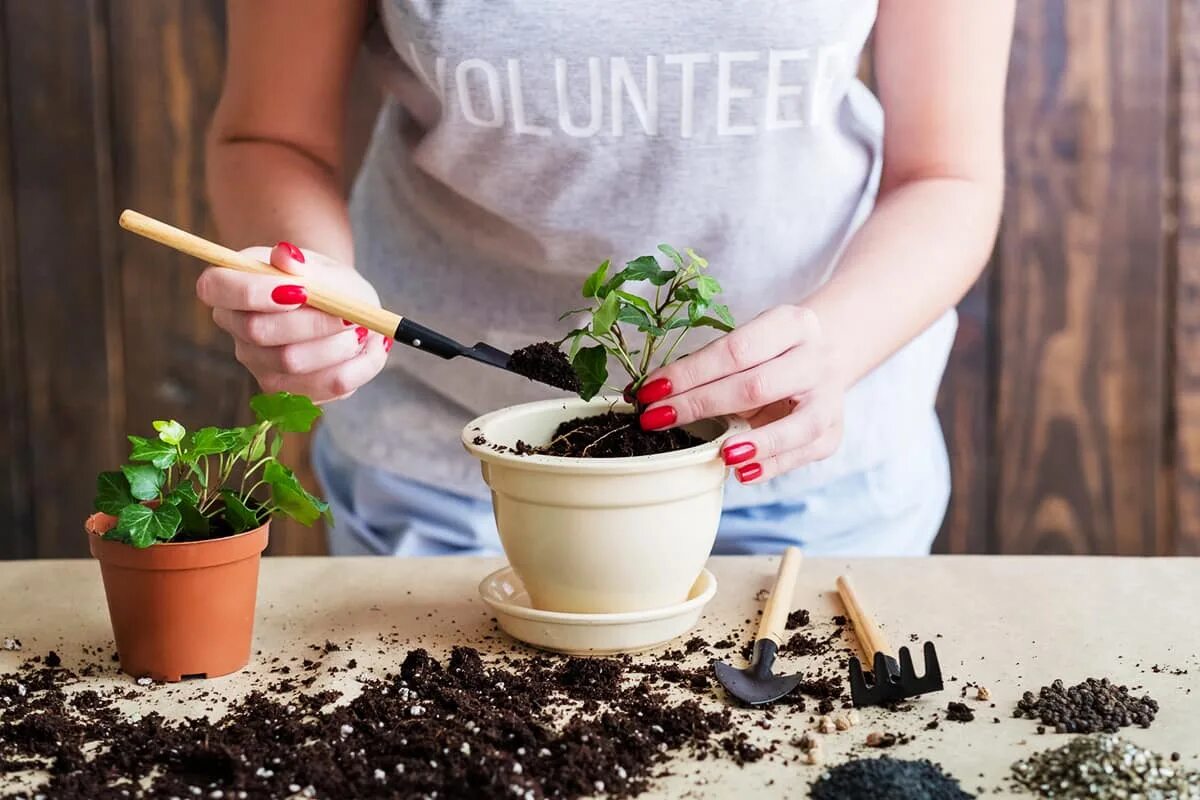 Пересадка комнатных растений без почвы. Посадка комнатных растений. Сон пересаживать цветы в горшках. Пересадить цветок в большую вазу. Пересаживание комнатных растений.