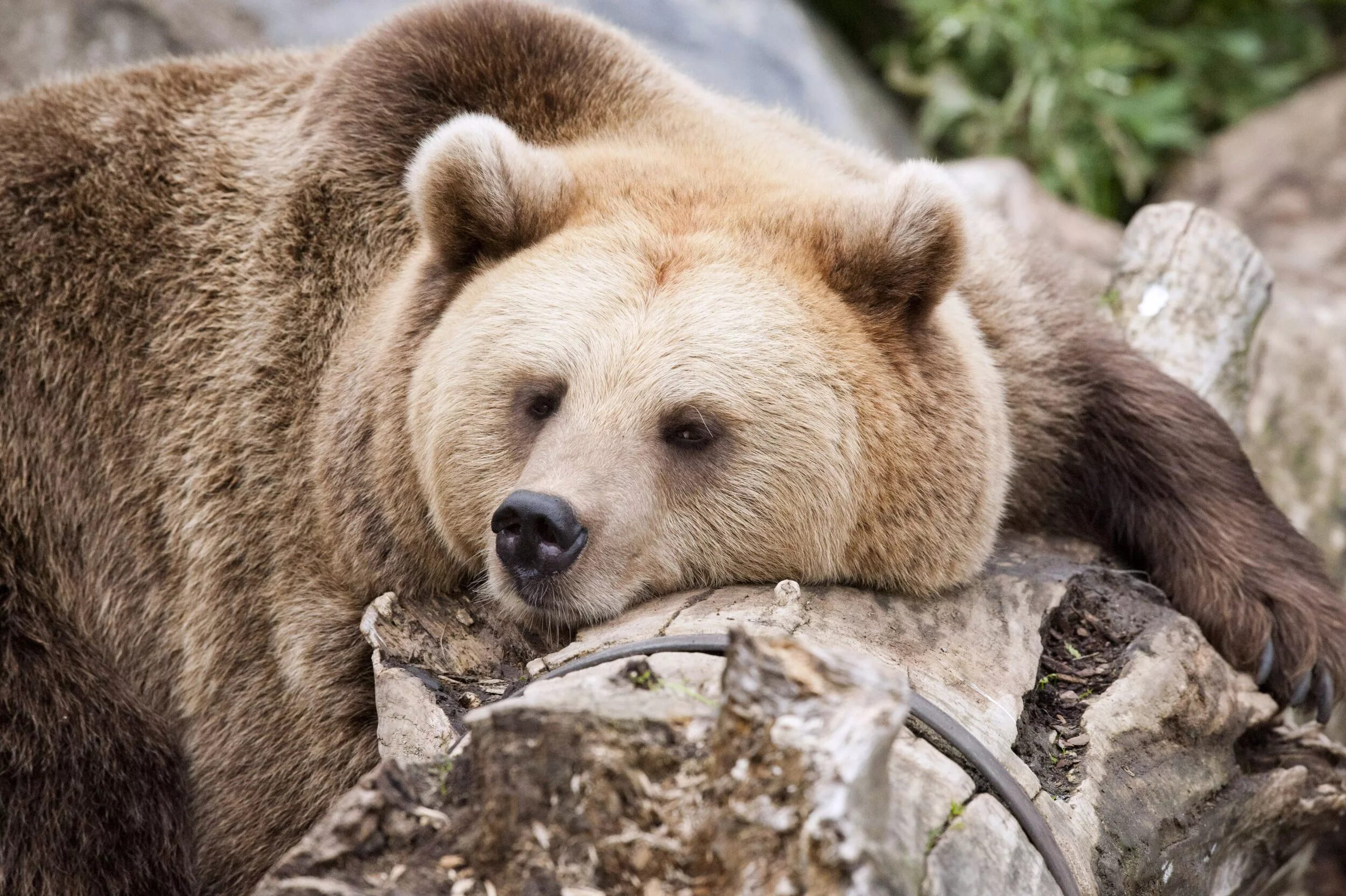 Well done bear