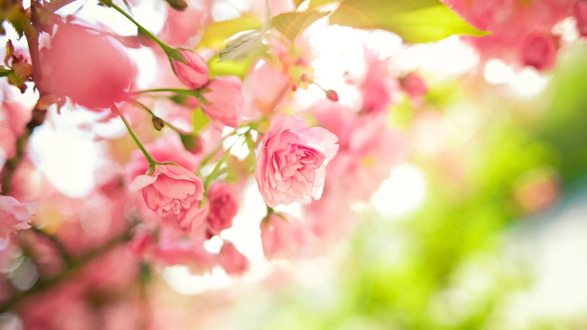 Весенний фон. Цветочный фон. Розовые цветы. Весенние цветы. Гудфон обои на рабочий