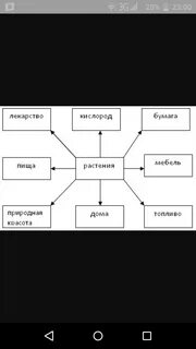 Схема что дают растения животным