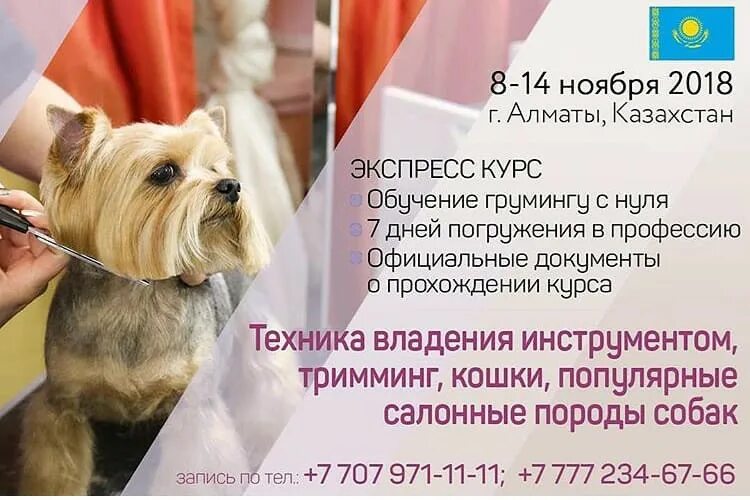 Груминг это простыми словами. Реклама груминг салона. листовка грумер. листовка груминг. курсы груминга.