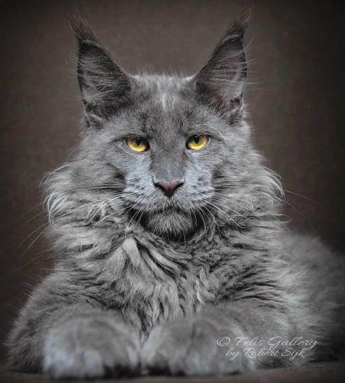 Мейн-кун. Мейн кун серый. Мейн кун блэк смок. Кот мейн кун. Мейн кун дымчатый.