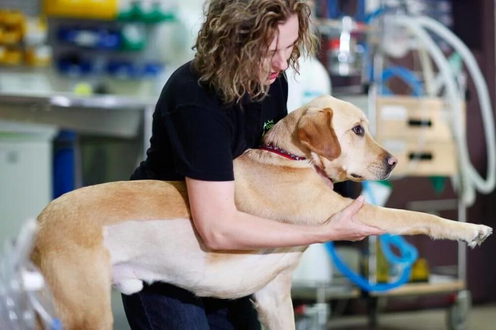 Ультразвуковая терапия животных. Лазерная терапия в ветеринарии. Магнитотерапевтический аппарат биомаг. Электротерапия электрофорез. Массаж животных ветеринария.