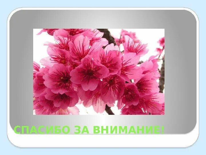 Сакура изо 4 класс. Сакура в Японии презентация. Спасибо за внимание для презентации с сакурой. Сообщение о Сакуре 4 класс. Сакура в Японии текст.