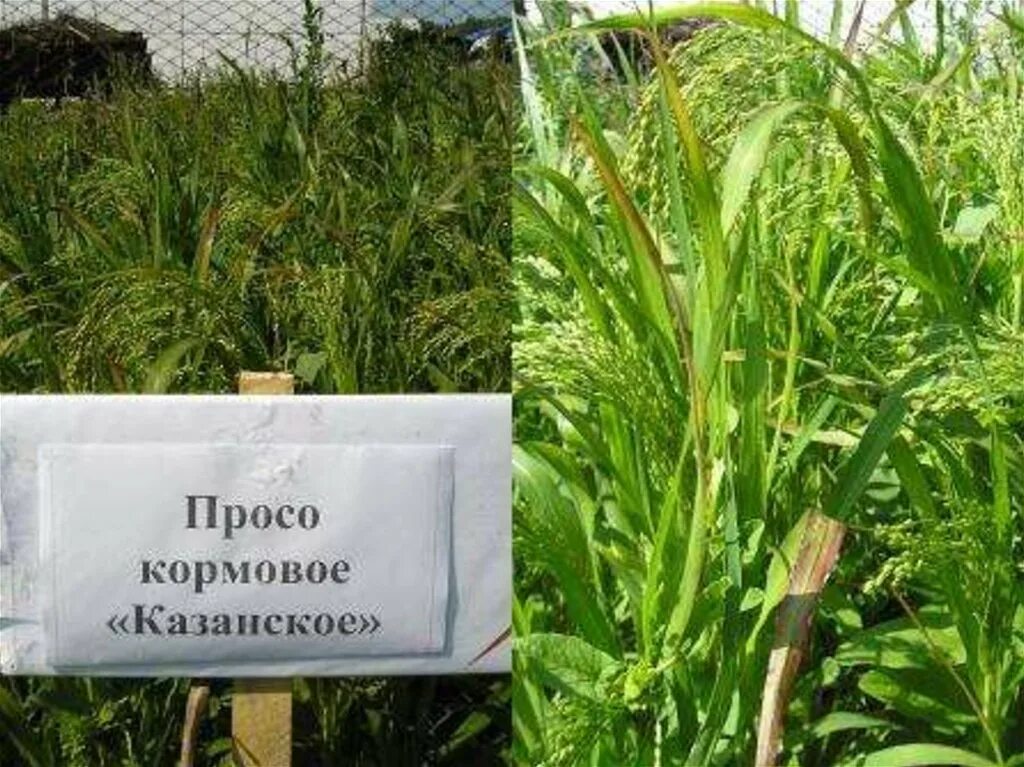 проса посевная семена. просо бу каталог семян с ценами. просо семена. просо для птиц. индийское просо.