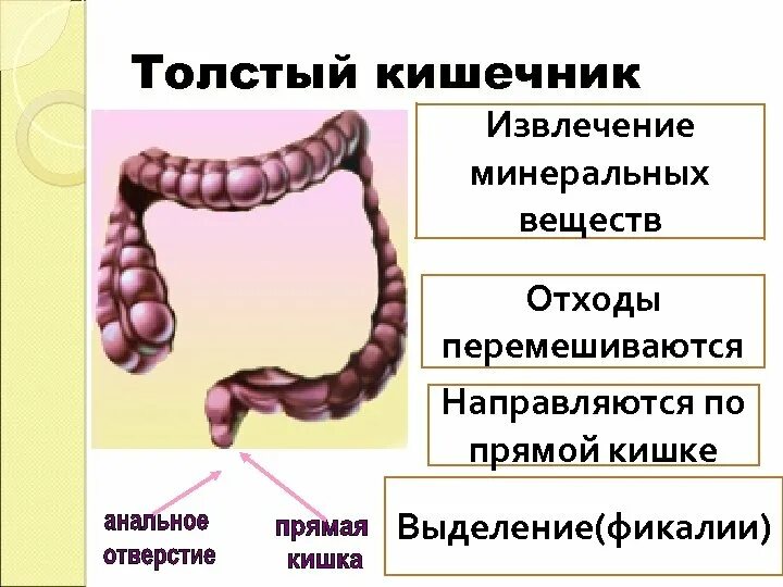 Толстая кишка человека особенности строения. Внешнее строение толстой кишки отделы. Толстая кишка функции. Строение толстой кишки. Процессы в толстом кишечнике.