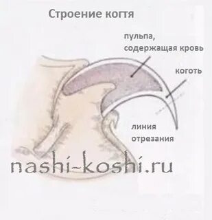 Пульпа когтя