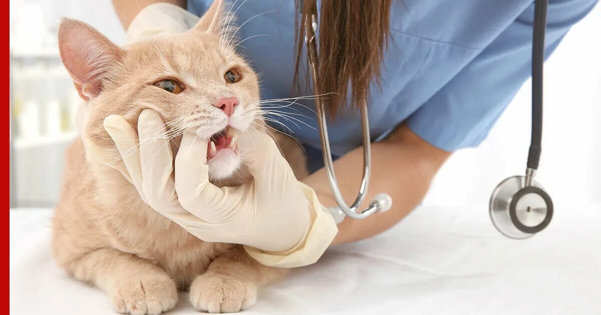 У кошечки болит. Стоматология животных. Осмотр кошки.