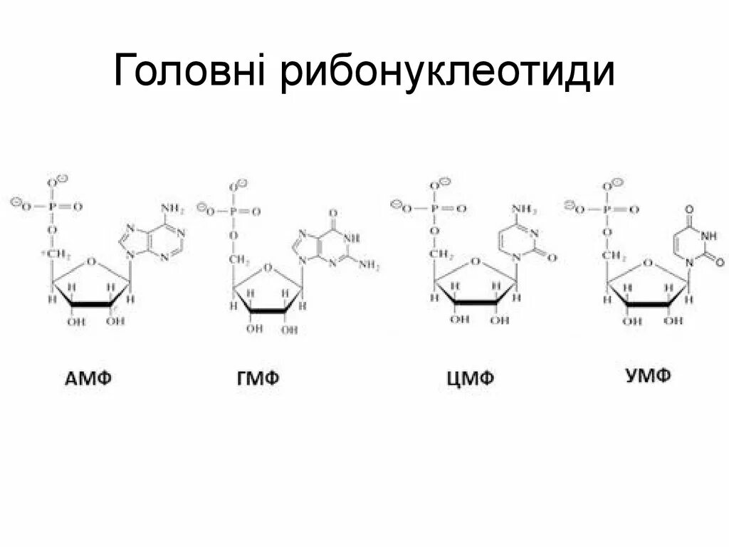 Цмф биохимия. Цмф формула биохимия. формулы нуклеотидов биохимия. динуклеотид цмф.