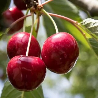 Вишня садовая