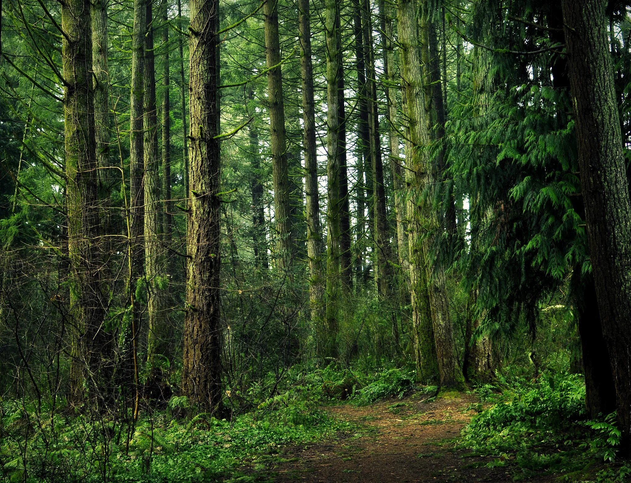 P forest