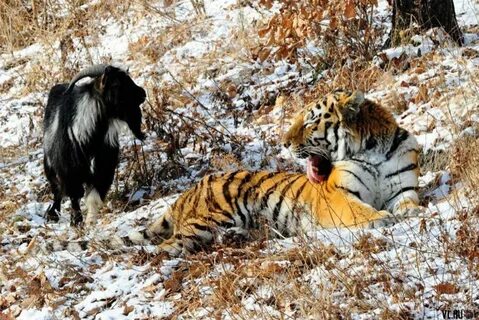 Козел живущий с тигром