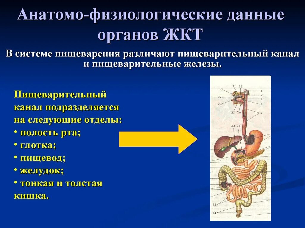 Анатомо функциональные изменения