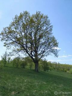 Дубовая гора