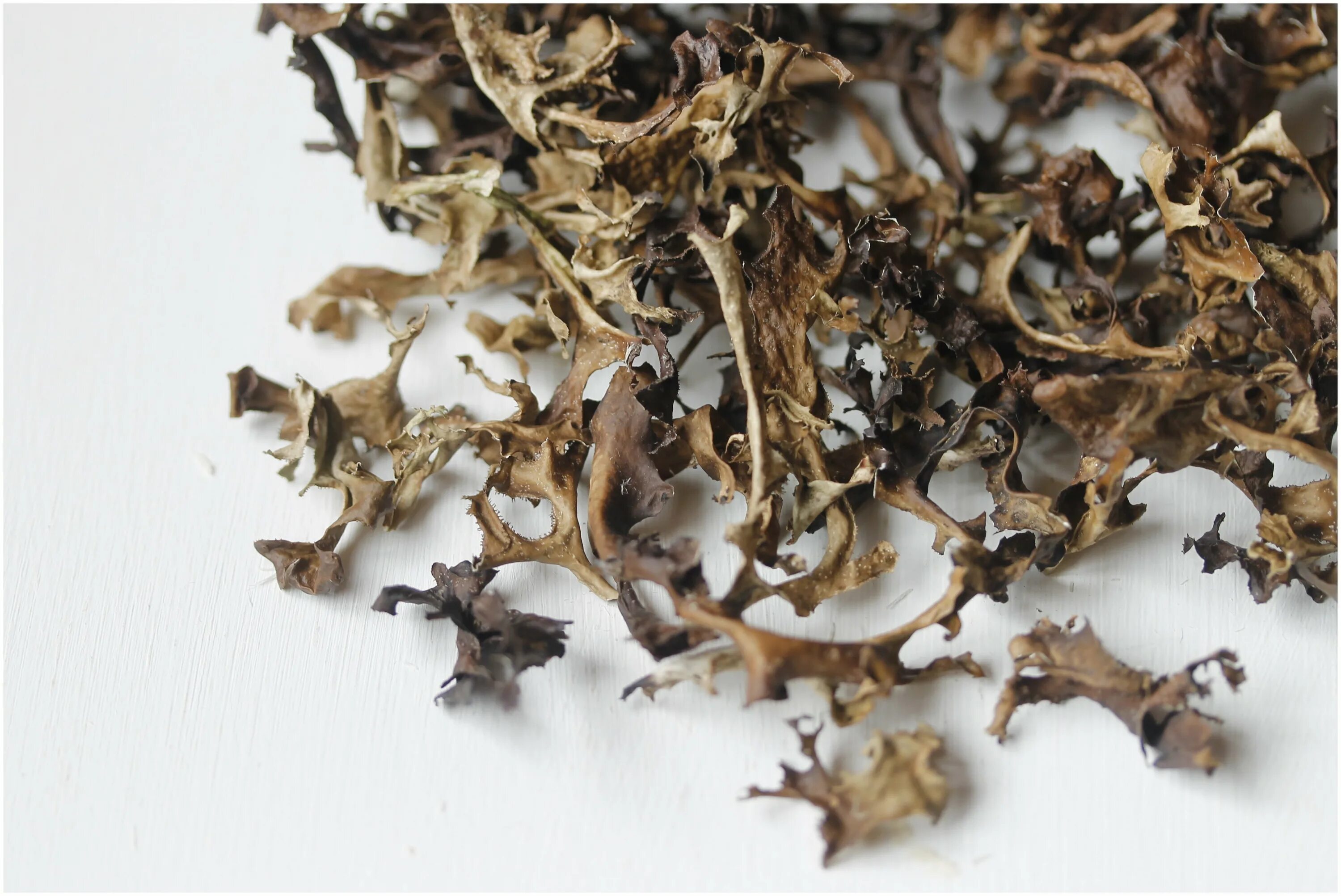 сухой исландский мох. исландский мох (цетрария). сухой исландский мох. исландский мох чай. лишайник цетрария исландская.