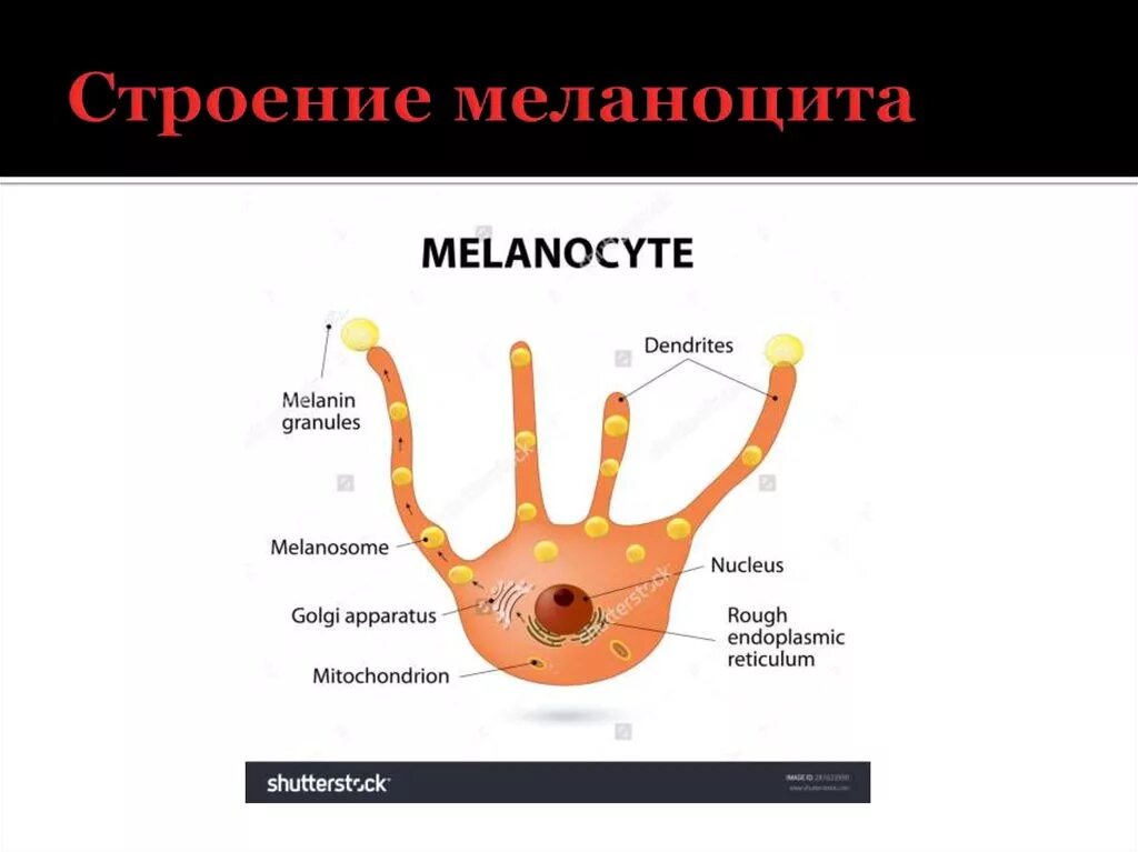 Меланоциты функции. Строение кожи + меланоцит. строение меланоцита. строение меланоцитов. меланоциты и меланофоры.