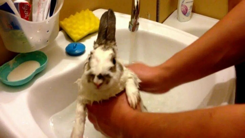 Можно ли мыть кролика декоративного. Купание кролика декоративного. Кролик моется. Кролик купается.