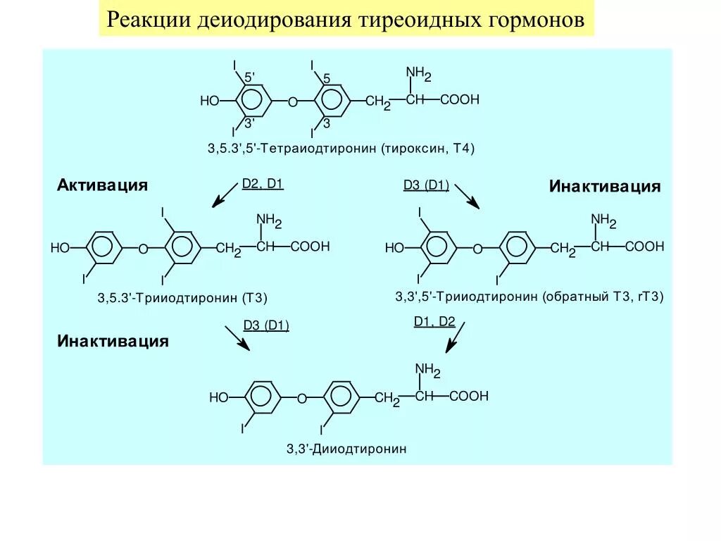 Тироксин ферменты. Схема синтеза тиреоидных гормонов. Инактивация тиреоидных гормонов в печени. Синтез тиреоидных гормонов биохимия схема. Схема реакции синтеза тиреоидных гормонов.