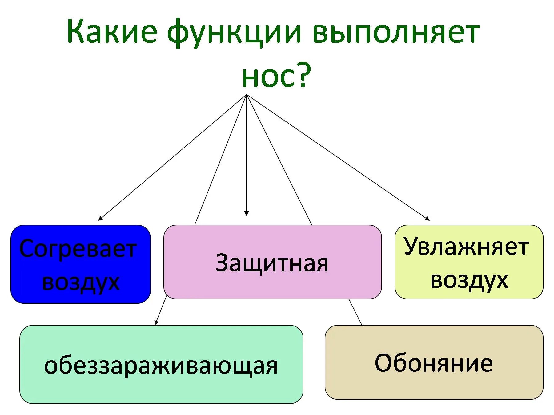 Какую функцию выполняет предмет. Какие функции выполняет нос. Какую роль выполняет нос. Какие защитные функции выполняет нос. Какие функции выполняют ноздри.