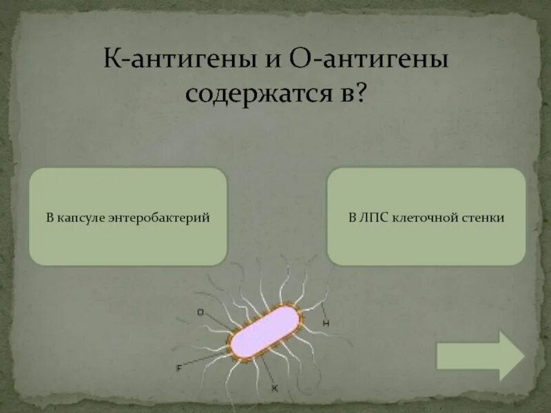 Антиген н отсутствует у индивида имеющего. О и н антигены микробиология. антигены энтеробактерий. h антиген. о антиген к антиген н антиген.