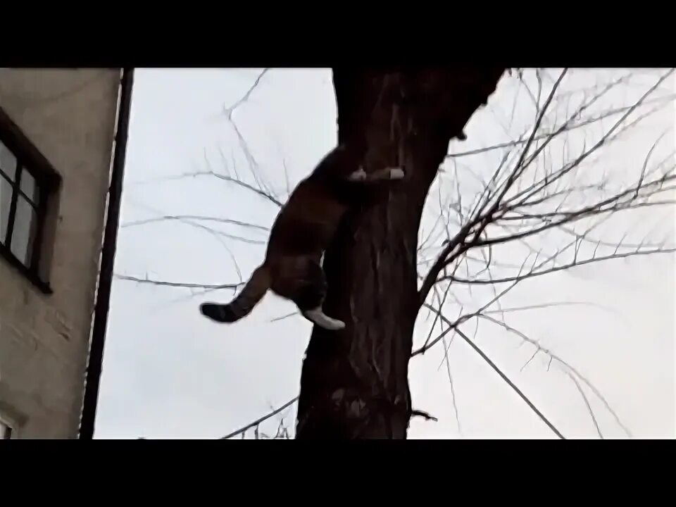 Кот живущий на дереве. Кошка слазит с дерева. кота снимают с дерева. кот на дерево залез но обратно слезть не смог. парень залазит на дерево за котом.