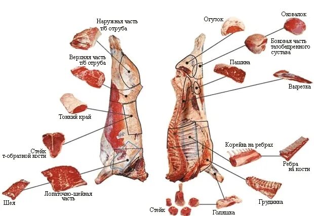 Какая часть лося. Мясо схема разделки лося. Схема обвалки говяжьей туши. Обвалка мяса говядины схема. Схема разделки оленя.