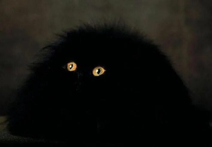 "Angry and scary black cat" - image created in Shedevrum