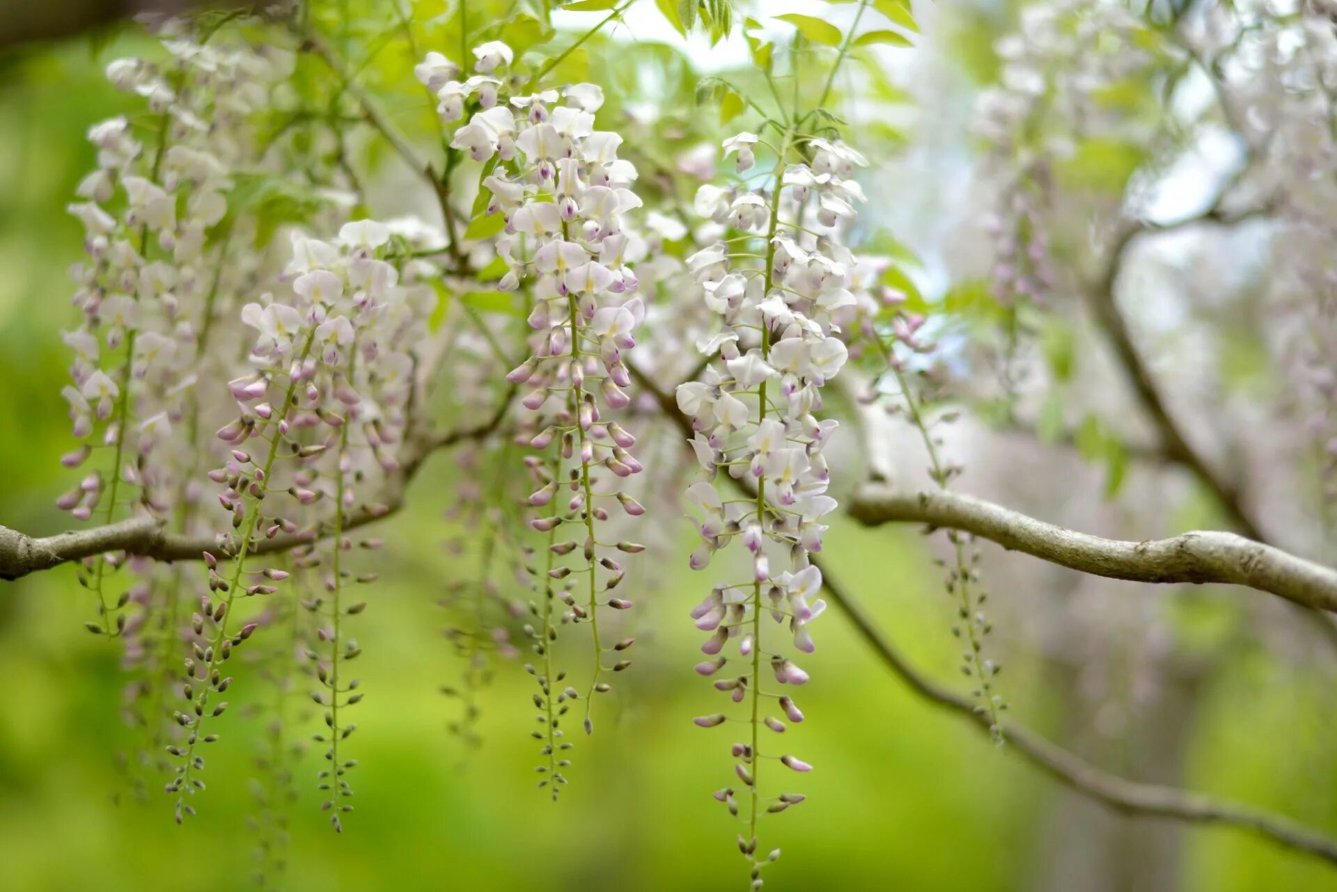 Акация Глициния. Wisteria соцветия. Глициния дерево. Глициния белая.