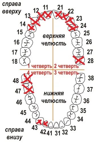 Зубы названия сверху и снизу. 6 Зуб снизу слева номер. Номера зубов в стоматологии схема с восьмерками. Челюсть с номерами зубов.