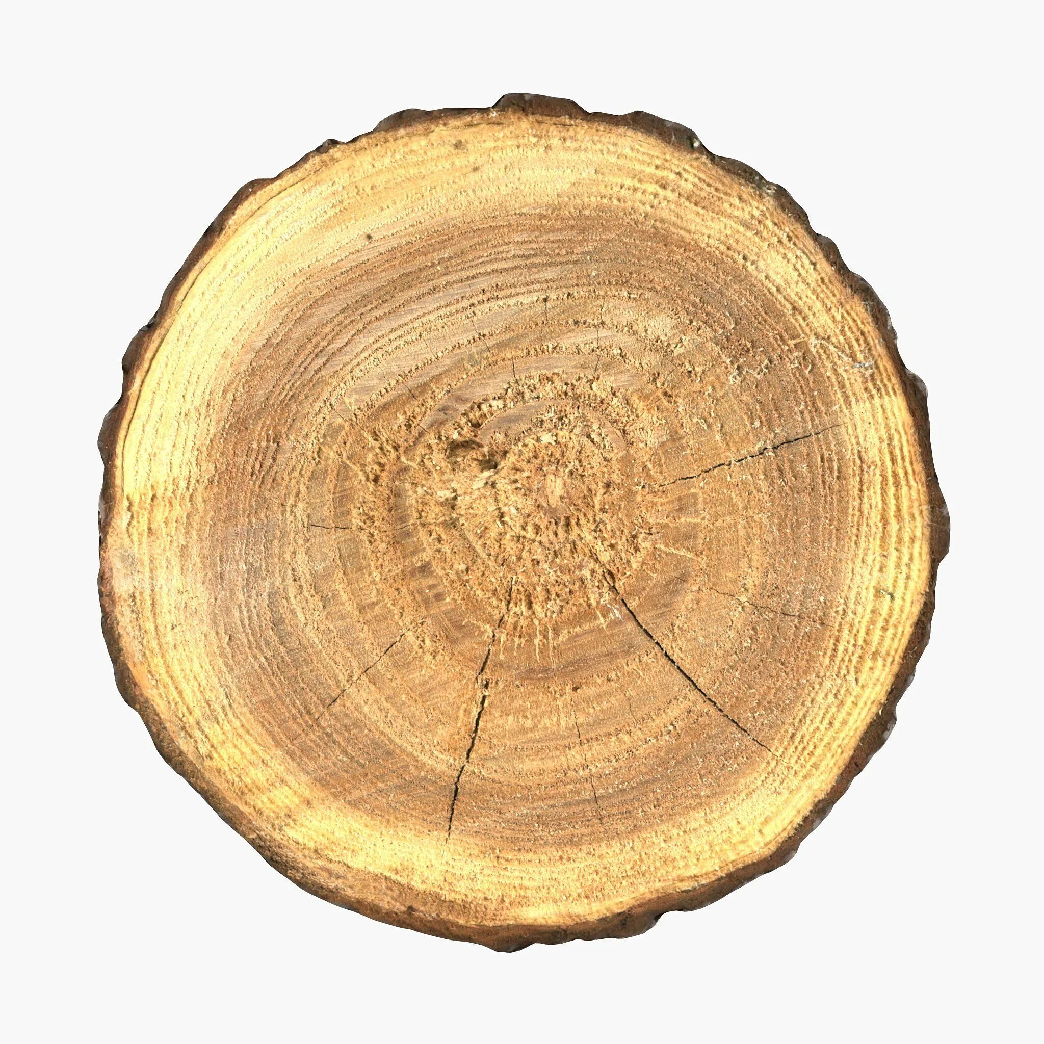 T me buy logs. Срез дерева. Круглый кусок дерева. Срез дерева текстура. Плоский кусок дерева.