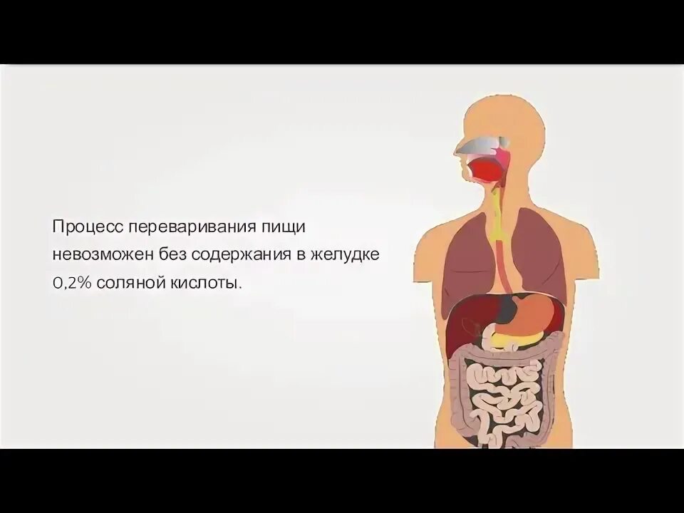 Плохо переваривается пища в желудке. Переваривание пищи. Как переваривается еда. Как переваривается пища в желудке.