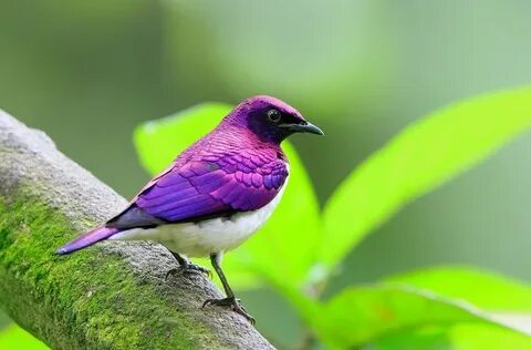 Ada aves