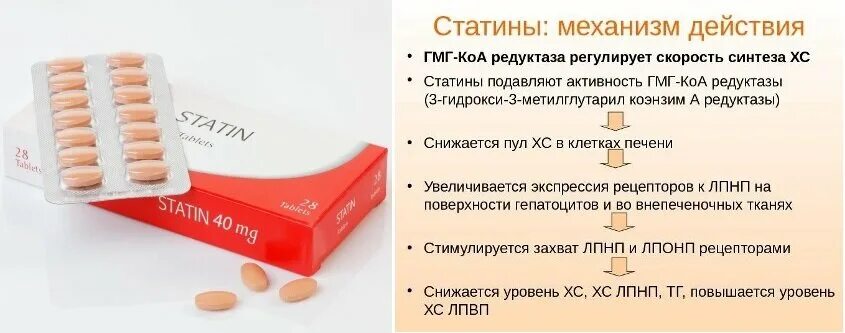 Как пить статины. Статины. Механизм действия статинов. Статины фарм эффекты. Статины препараты механизм действия.