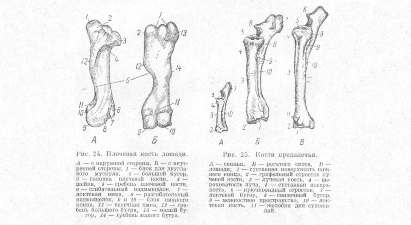 Кости тазовой конечности крс. Анатомия животных строение тазовой конечности. Кости пясти и запястья у животных. Скакательный сустав лошади анатомия кости. Строение конечности лошади.