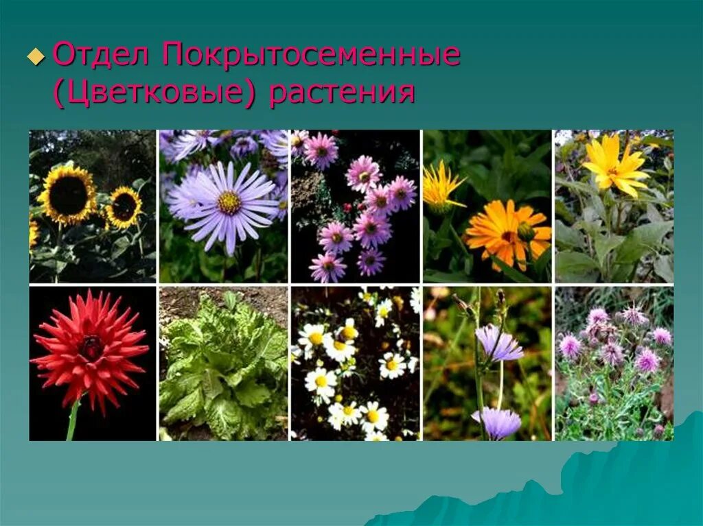 Разнообразные цветковые. Покрытосеменных цветковых растений. отдел покрытосеменных (цветковых)растений. покрытосеменные растения это цветковые растения. царство растений цветковые.
