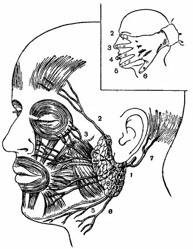 Лицевой нерв и околоушная слюнная железа. Иннервация околоушной железы. Топография тройничного и лицевого нерва. Проекция околоушной железы. Нервы околоушной железы