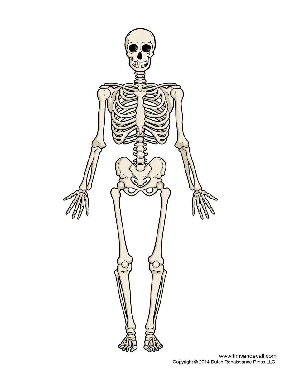 Человеческий скелет анатомия. Скелет рисунок биология. Строение скелета биология. Скелет человека биология 8 класс рисунок.