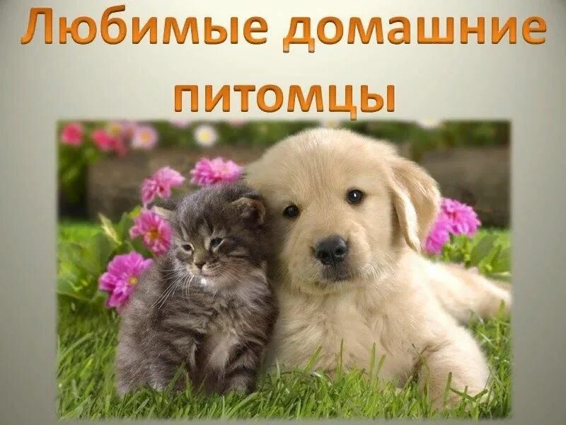 Мои друзья о животных. Мои домашние животные. любимые домашние питомцы. мои любимые домашние животные. наши любимые питомцы.