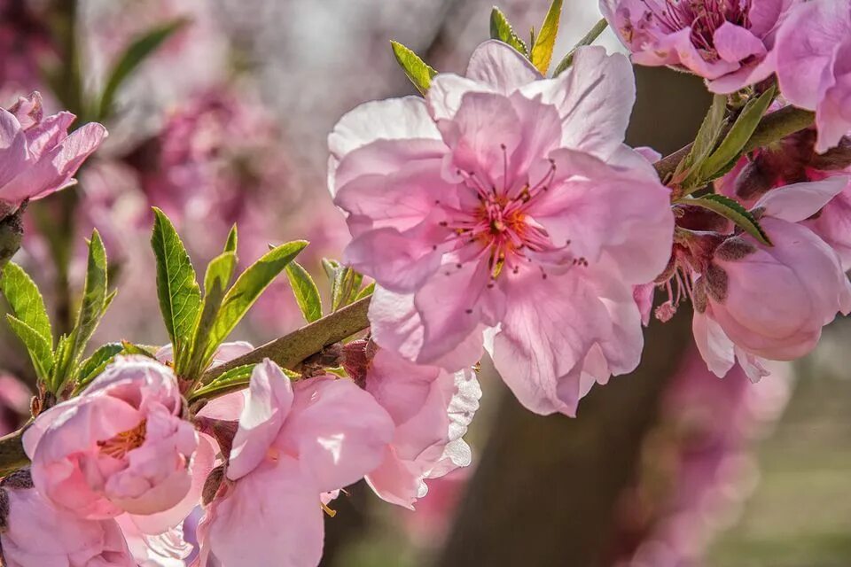 Нектарин блоссом джо. Сакура персик. Nectarine blossom 40 мл. Нектарин блоссом. Nectarine blossoms.