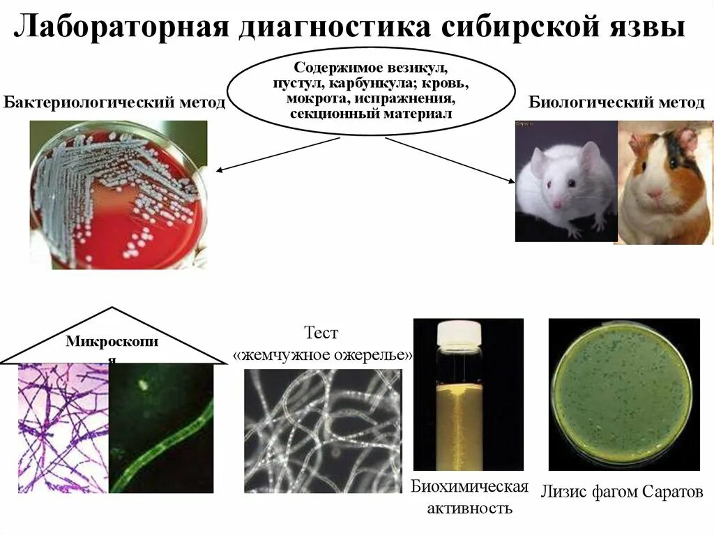 Диагноз сибирская язва. Сибиреязвенная палочка микробиология. Методы исследования сибирской язвы. Схема лабораторной диагностики сибирской язвы. Метод диагностики сибирской язвы.