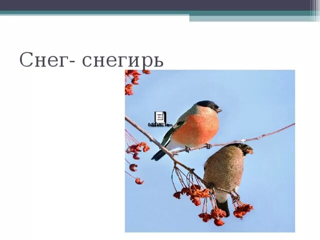 Снежная сказка проплясали по снегам. Снегирь для детей. Однокоренные слова к слову снег. Снегирь однокоренные слова. Снегирь однокоренные слова.