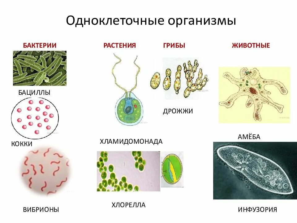 Одноклеточные организмы бактерии водоросли. Эукариотические одноклеточные микроорганизмы. Одноклеточные оргаганизмы. Одноклеточные бактерии примеры. Временная форма существования бактерий и многих одноклеточных