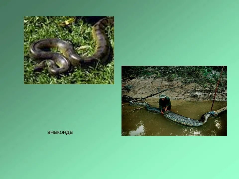 План анаконда. Амазонка змеи Анаконда. Красная Анаконда змея.. Ареал обитания анаконды. Анаконда змея описание.