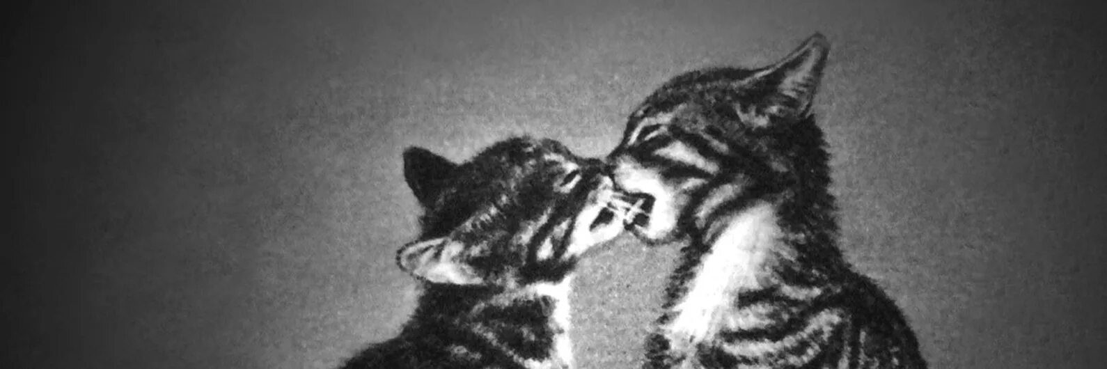 Поцелуй котика. Дайте танк коты. Дайте танк коты целуются. Котики целуются фото.