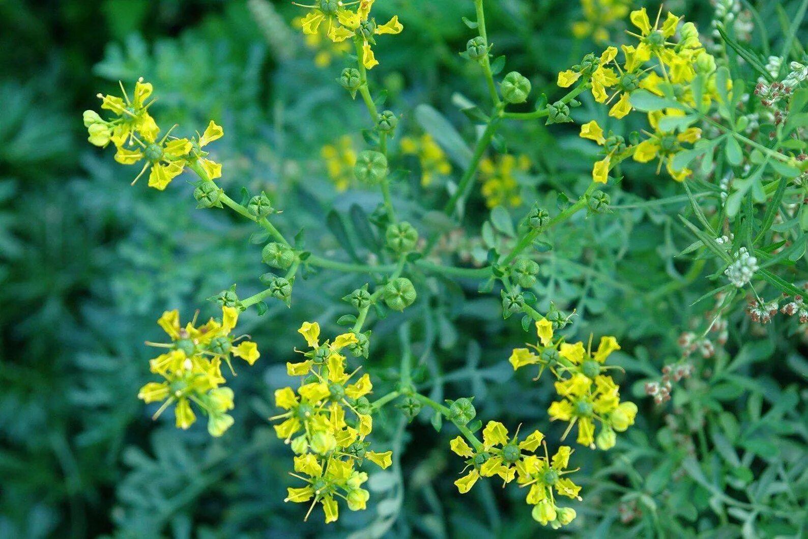 Рута растение. Рута душистая. Рута душистая (пахучая). Рута (Ruta graveolens). Рута желтая.