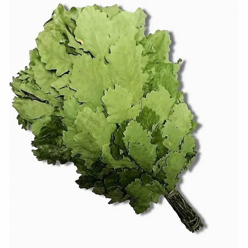 Веник банный дуб с полынью. Веник дубовый с мятой в уп. Лучший дубовый веник для бани. Веник для бани клипарт. Веник банный эвкалиптовый.