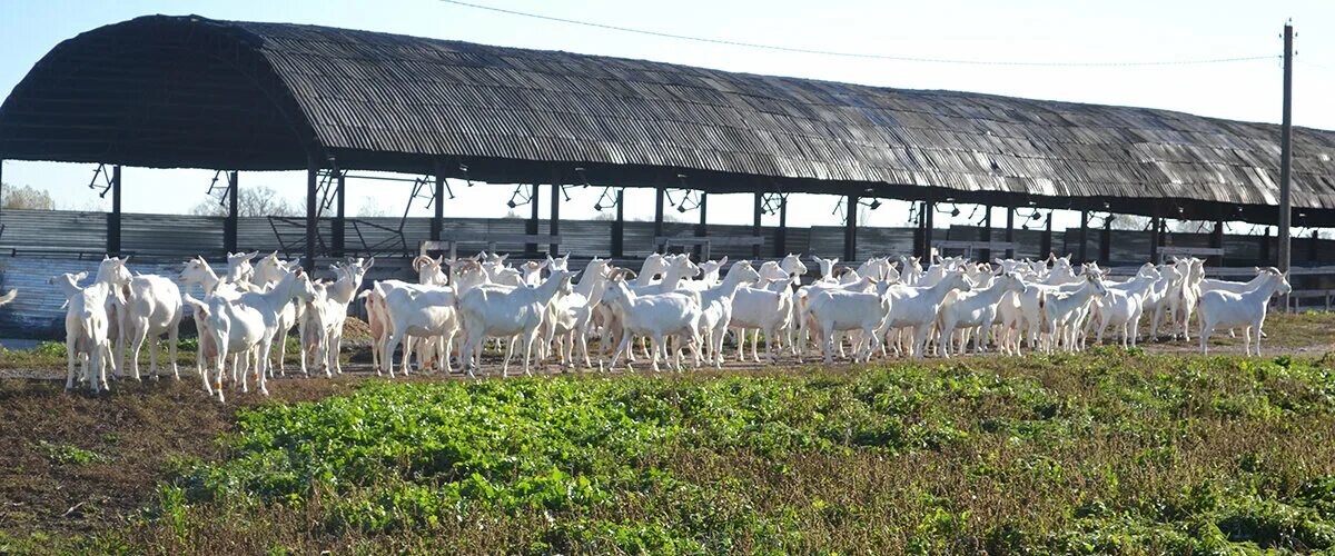 курская кфх. курская кфх. уборка зерновых в курской области. ооо березка курская область. деревня деушево апастовский район.