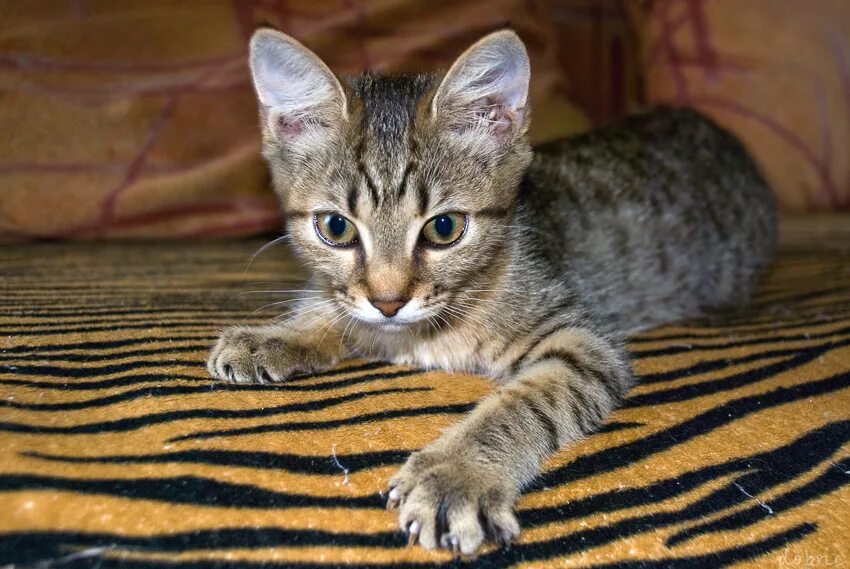 полосатый котенок. простые котята. простые котята. кот серый табби. простые котята.