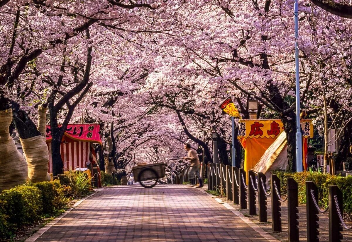Yellow spring road япония. Япония улицы Киото Сакура. Токио Сакура. Парк в Токио с сакурой. Сакура Токио улочки.